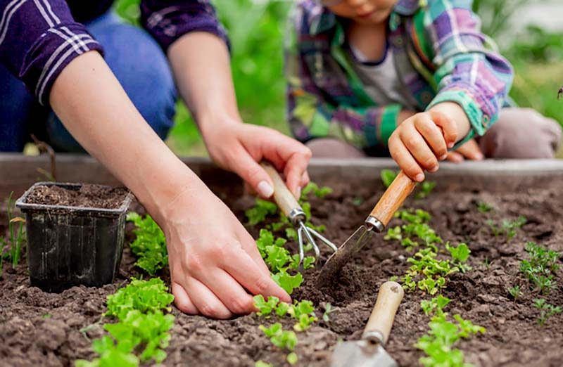Planting a garden with a child